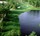 myrtle beach tpc