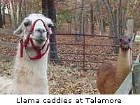 Llama caddies at Talamore