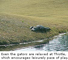 Thistle